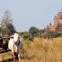 Photo circuit Birmanie : La Birmanie en transports locaux