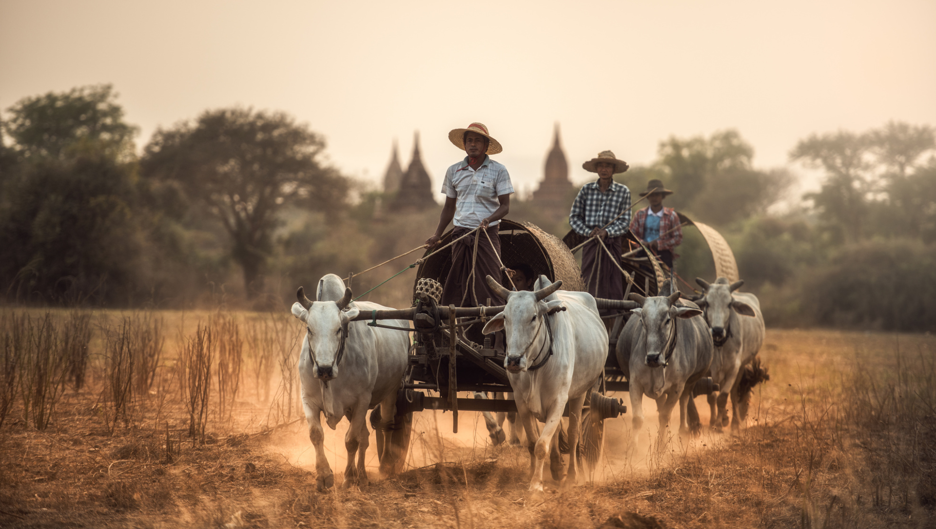 Char à bœufs, Bagan, Myanmar