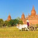 char à bœufs, Bagan
