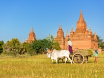 char à bœufs, Bagan