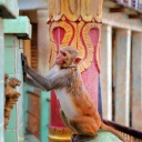 Singe au Mont Popa, Birmanie