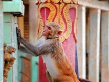 Singe au Mont Popa, Birmanie