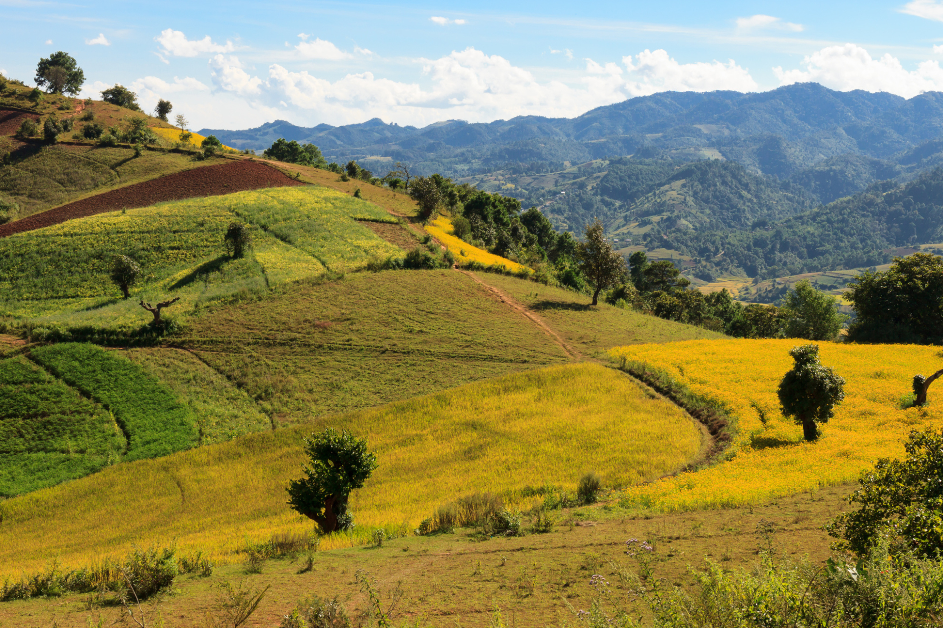 Trekking sur les colines de Kalaw, lac Inle, Birmanie