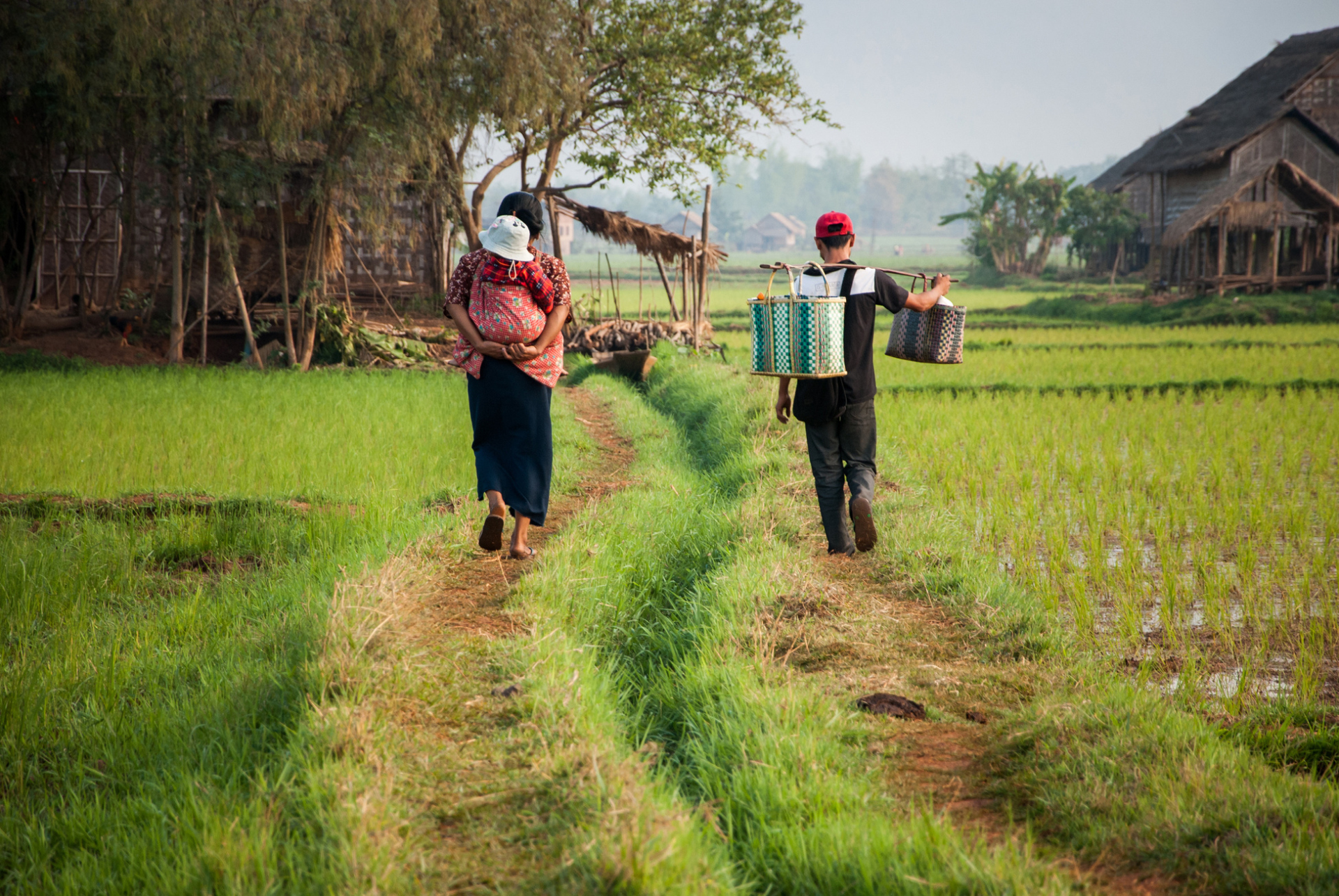famille dans champ de riz, myanmar
