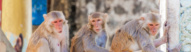 Famille de singes, Mont Popa