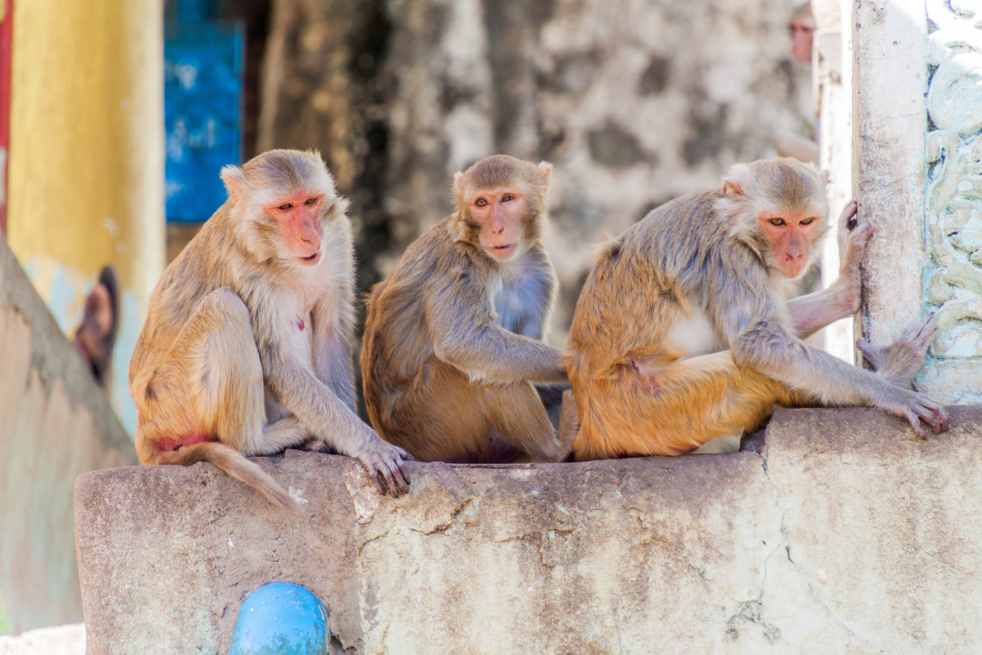 Famille de singes, Mont Popa
