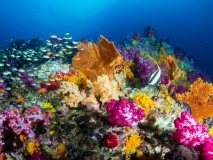 Fond marin, îles Mergui