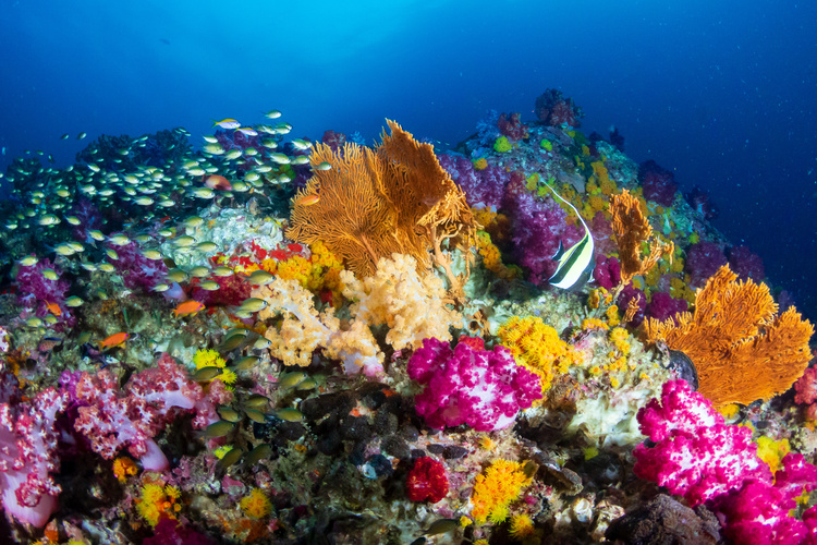 Fond marin, îles Mergui