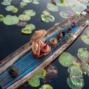 Pirogue traversant les lotus au lac Inle