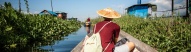 Homme dans une pirogue, lac Inle