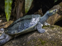 tortue-birmanie